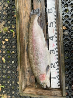 トラウトの釣果