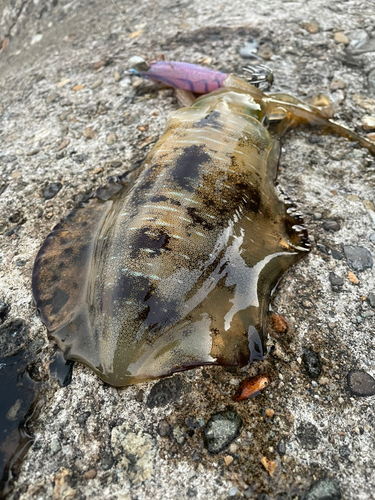 アオリイカの釣果