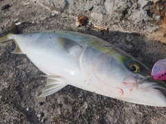 ワラサの釣果