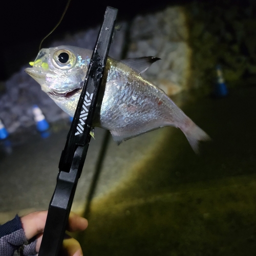 ミナミハタンポの釣果