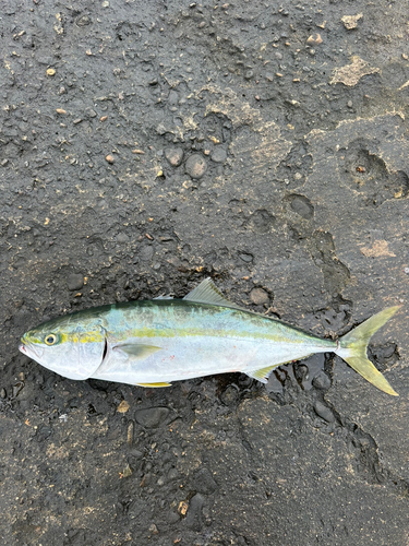 イナダの釣果