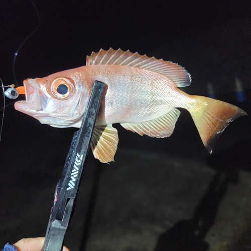 ホウセキキントキの釣果