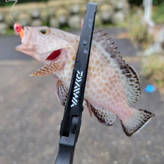 オオモンハタの釣果