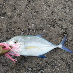 カスミアジの釣果