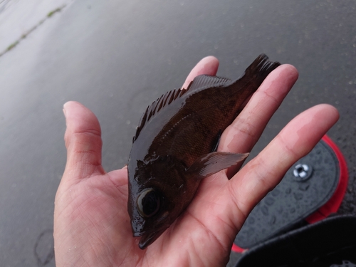 クロメバルの釣果