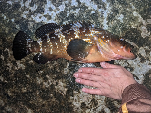 キジハタの釣果