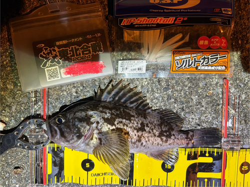 クロソイの釣果