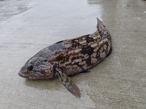 アイナメの釣果