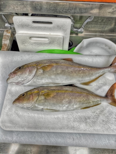 カンパチの釣果