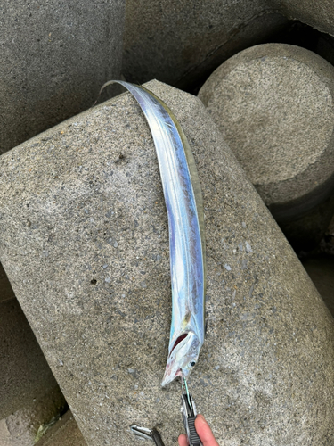 タチウオの釣果