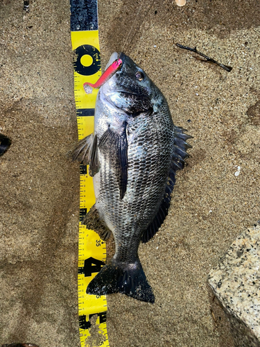 チヌの釣果