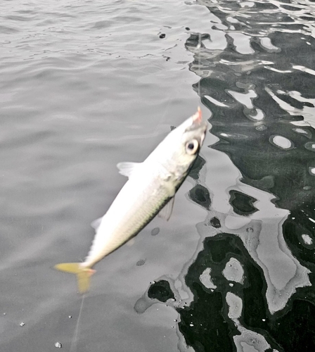 サバの釣果