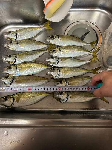 アジの釣果