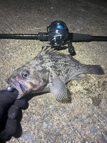 クロソイの釣果