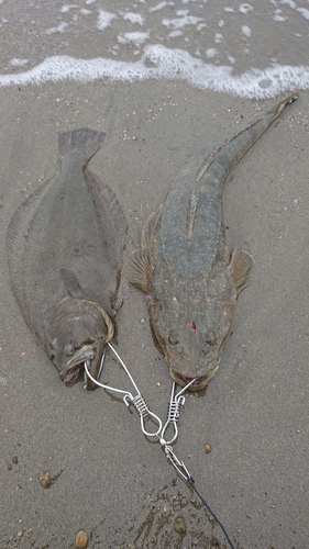 ヒラメの釣果