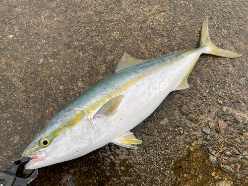 ワラサの釣果