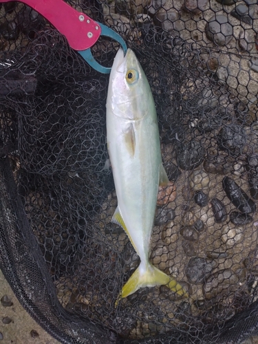 ワカシの釣果