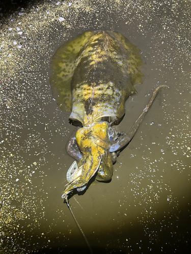 モイカの釣果