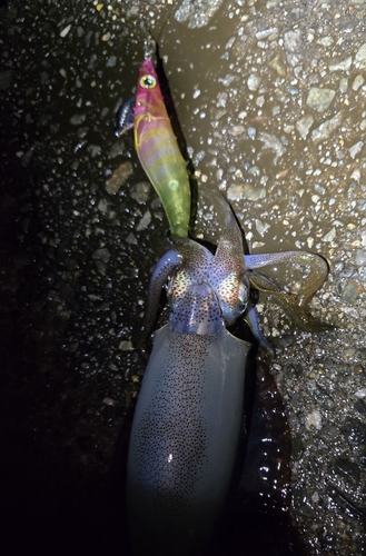 アオリイカの釣果