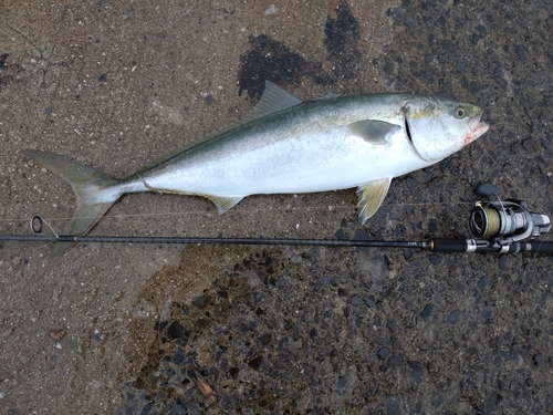 ハマチの釣果