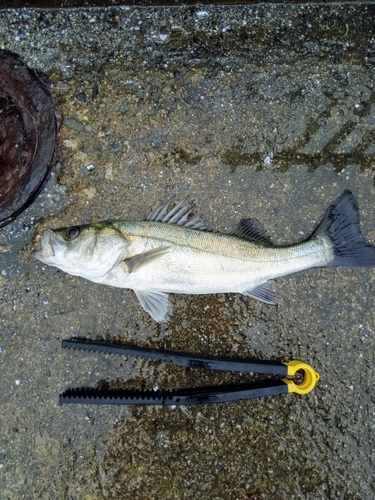 セイゴ（マルスズキ）の釣果