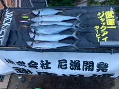 サゴシの釣果