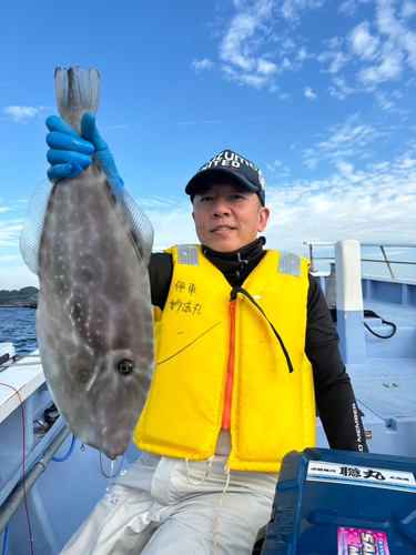 ウスバハギの釣果