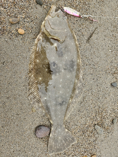 ヒラメの釣果