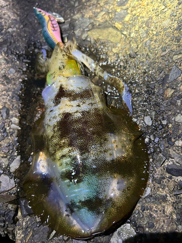 アオリイカの釣果