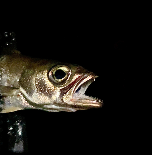 ムツの釣果