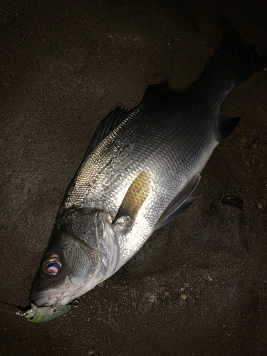 セイゴ（ヒラスズキ）の釣果