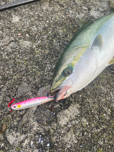 イナダの釣果