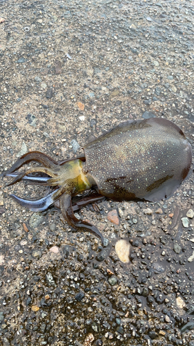 アオリイカの釣果