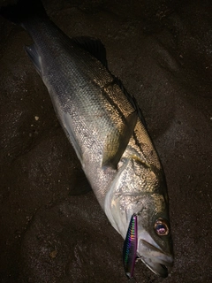 セイゴ（マルスズキ）の釣果