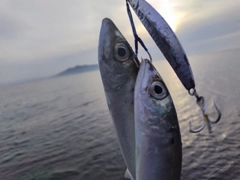 サバの釣果