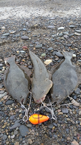 マゴチの釣果