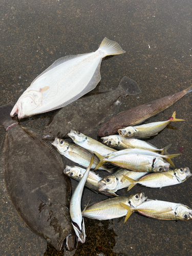 イワシの釣果