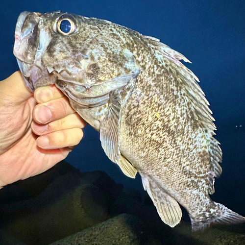 クロソイの釣果