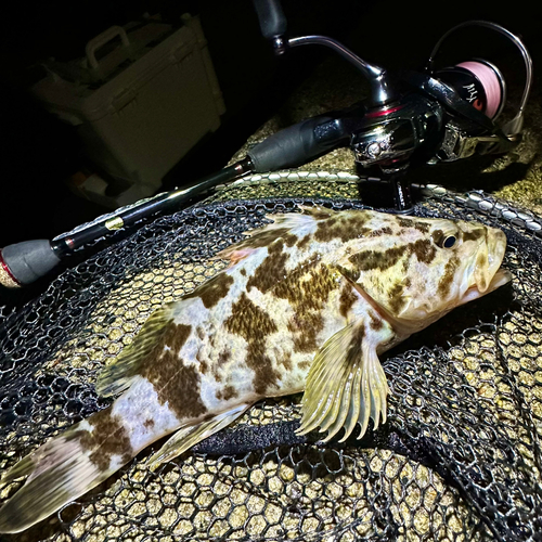 タケノコメバルの釣果