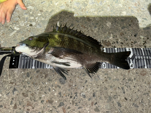 チヌの釣果