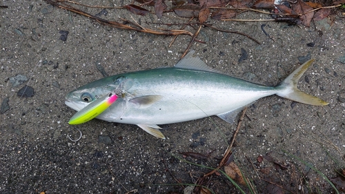 ヤズの釣果