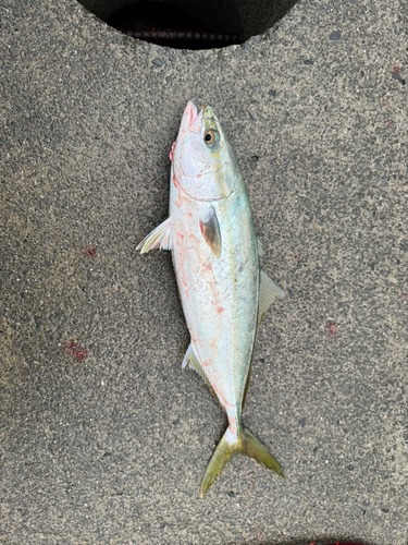 ツバスの釣果