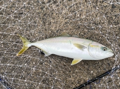 ツバスの釣果