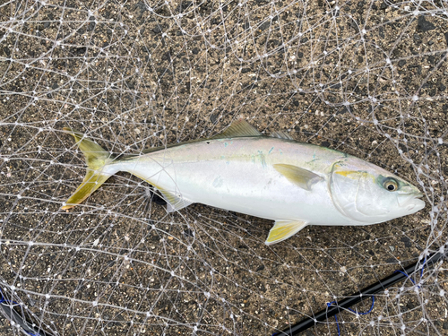 ツバスの釣果