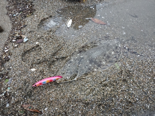 ヒラメの釣果