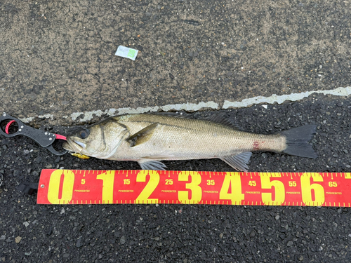 スズキの釣果