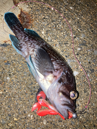 マゾイの釣果