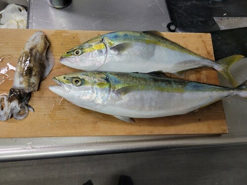 ヤズの釣果