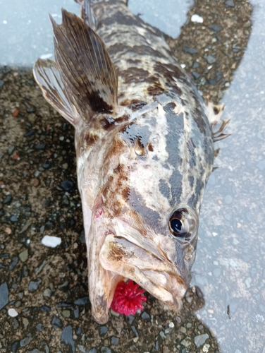 ベッコウゾイの釣果