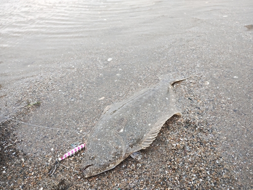 ヒラメの釣果